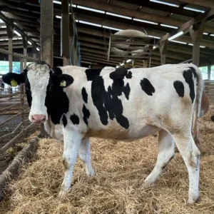 Semen Bovino