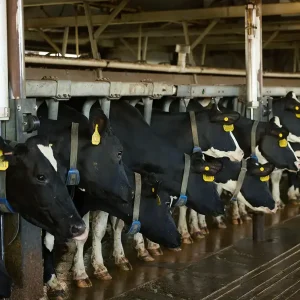 RELOJ DE VACAS